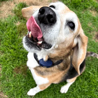 Pawesome Walks