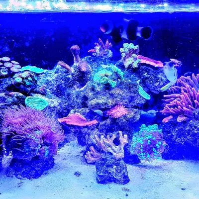 Aquarist - Coty