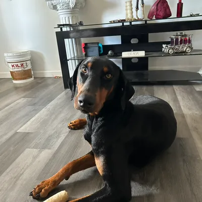 Sophia’s Pet & Home Sitting