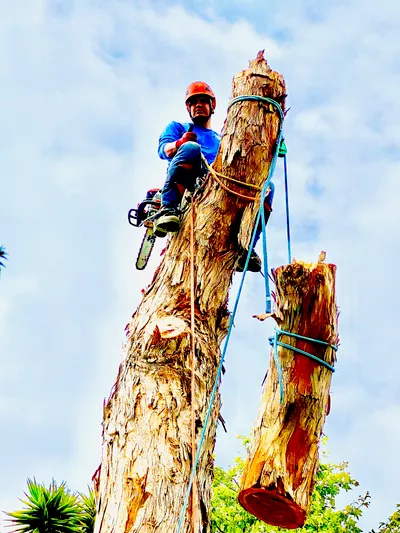 Bro tree service and gardening