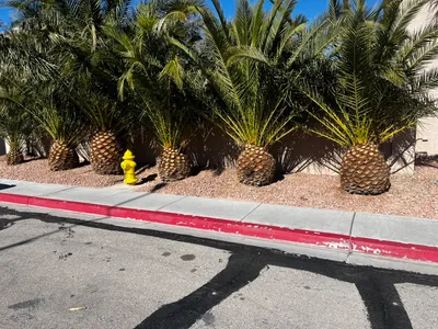 Lobos Landscaping