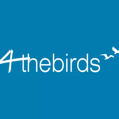 4theBirdsMoving