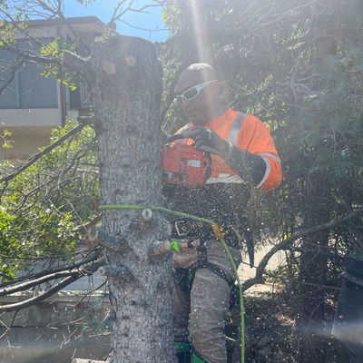 Seven Stars Tree Service