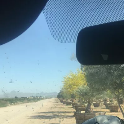 The Green Valley