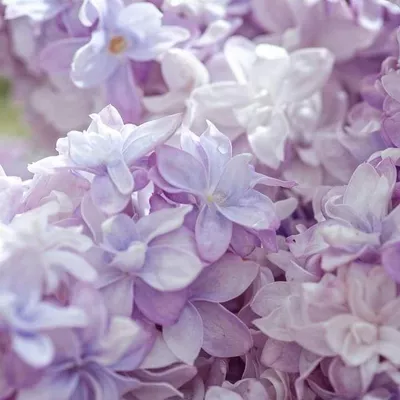 Lilac Cleaning Services LLC