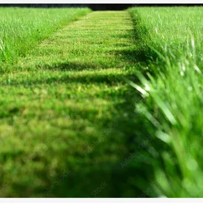 J.J. Lawn And Tree Care