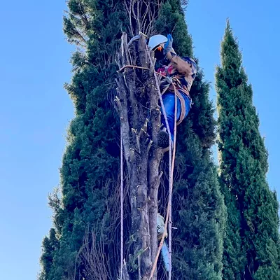 J&CLANDSCAPING&TREE SERVICES