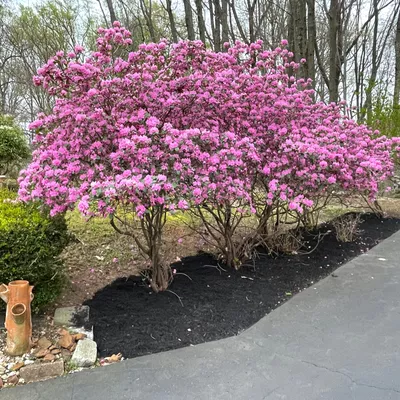 LPZ Landscaping
