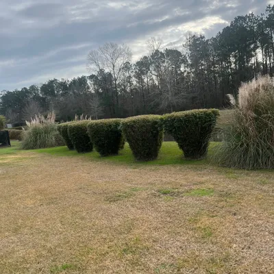 Lawn and grass