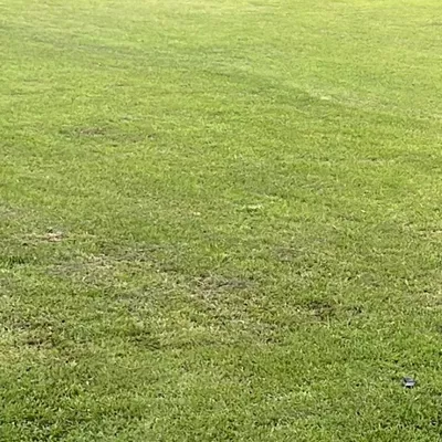 Md’s lawn care