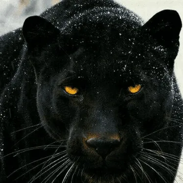 Panther Performance Cleaning