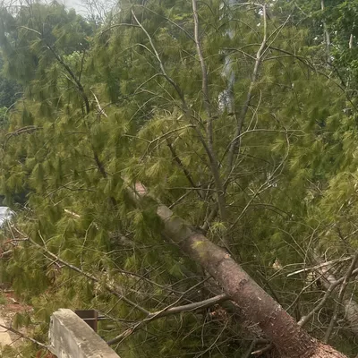 E.C.O Landscaping LLC