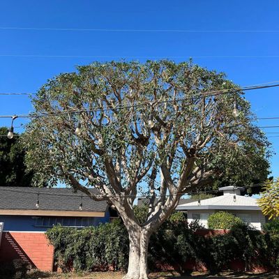 Perez tree care