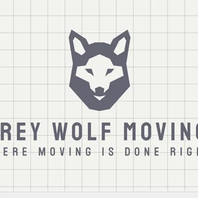 Grey wolf moving