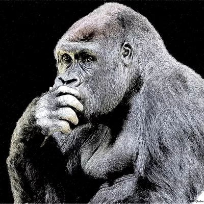 GORRILLAHEISTER LLC