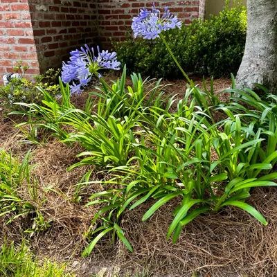All In Lawn Maintenance