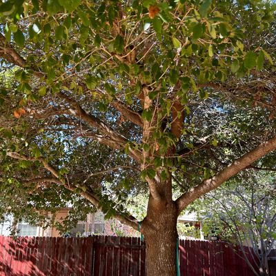 The Texas Tree Doctors
