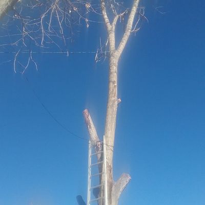 Paul's complete Tree service