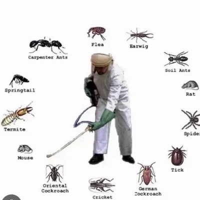 Sunrise pest service