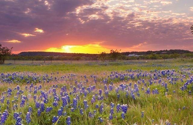925 Annabelle Ave N, Bulverde, TX 78163 for Sale