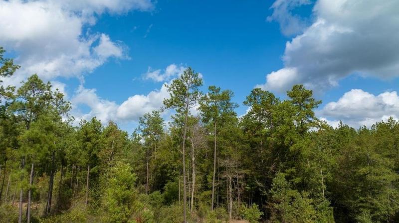 Tbd 1 County Road 3900, Colmesneil, TX 75938 - MLS 37498817 for Sale