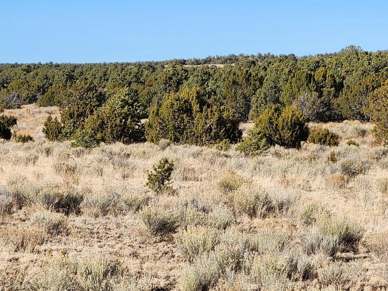 Pie Town, Catron County, NM Recreational Property, Undeveloped Land for sale Property ID: 418559097
