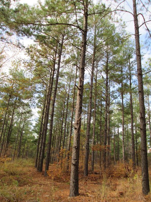Canton, Van Zandt County, TX Farms and Ranches, Recreational Property, Timberland Property for sale Property ID: 418513451