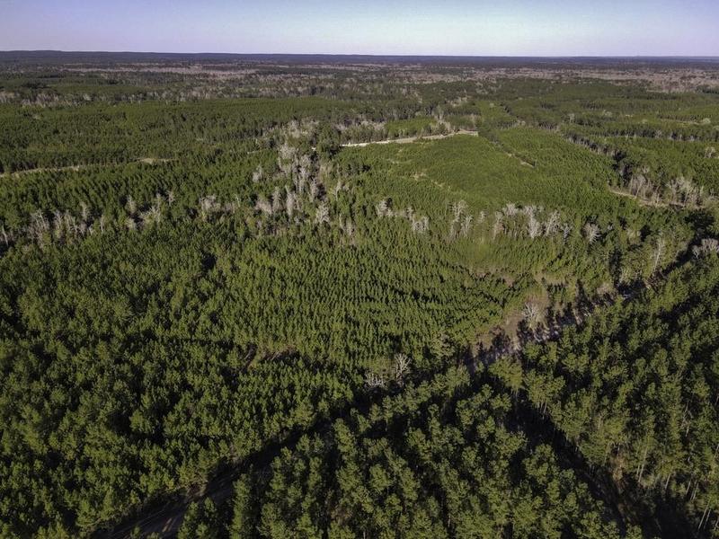 TBD County Road 3725 & County Road 3840, Colmesneil, TX 75938 for Sale