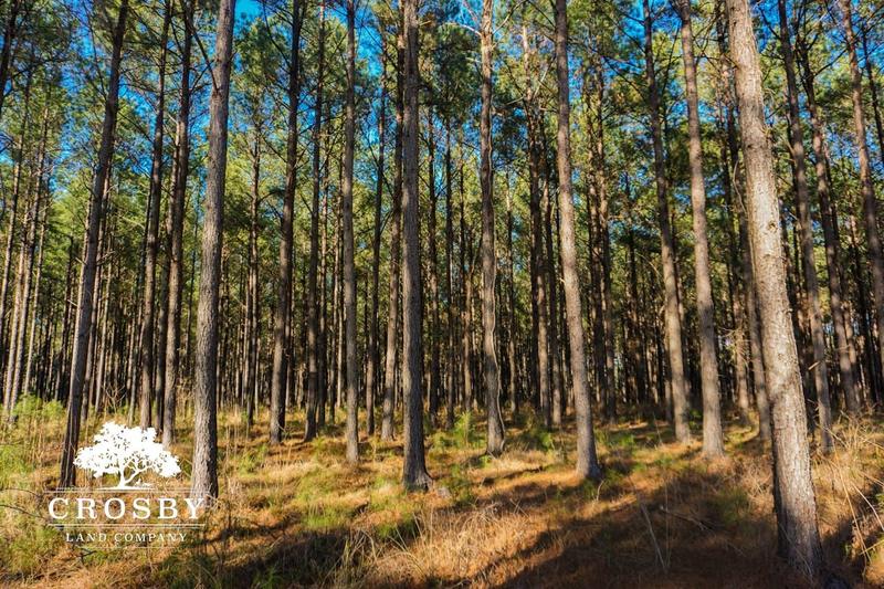 Yemassee, Colleton County, SC Recreational Property, Hunting Property for sale Property ID: 418854615