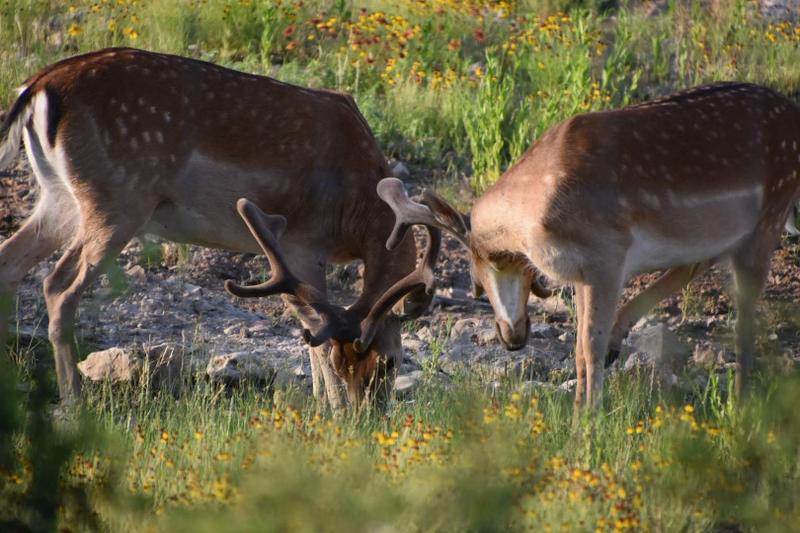 Brady, Mc Culloch County, TX Farms and Ranches, Recreational Property, Hunting Property for sale Property ID: 418584020