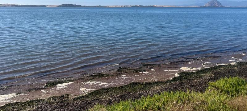 0 Pasadena Dr, Los Osos, CA 93402 - MLS 223107889 for Sale