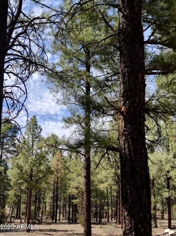 2876 Homestead Dr #Parcel 2, Overgaard, AZ 85933 - MLS 6550406 for Sale