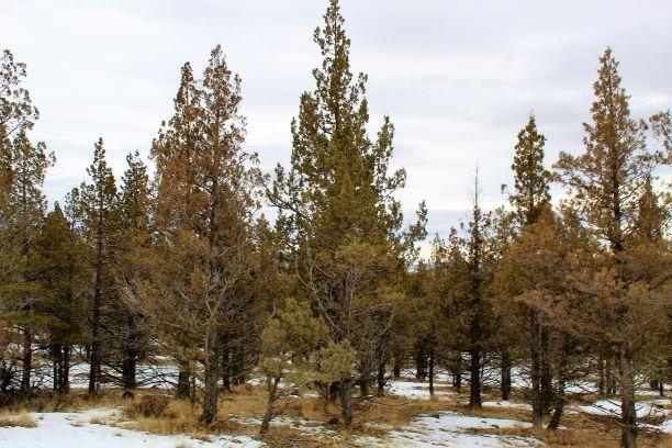 Alturas, Modoc County, CA Recreational Property, Undeveloped Land, Homesites for sale Property ID: 417883280