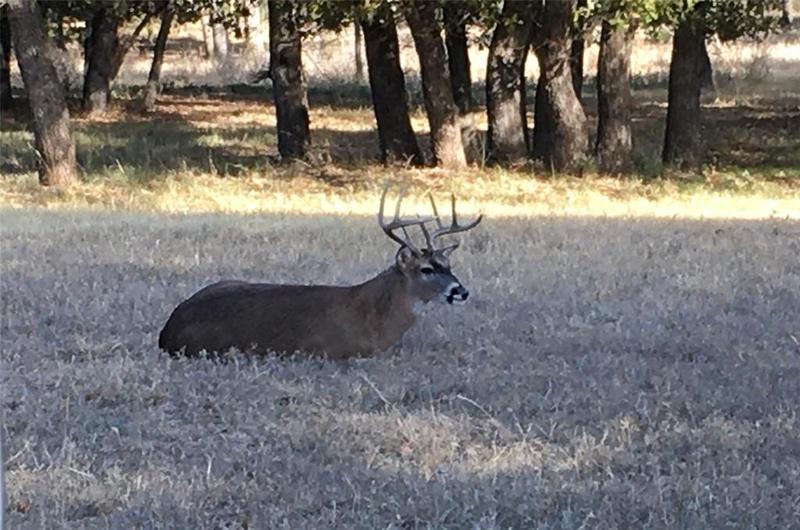 166 County Road 606 Spur, Tuscola, TX 79562 for Sale