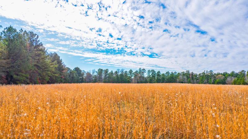 De Berry, Panola County, TX Farms and Ranches, Recreational Property, Hunting Property for sale Property ID: 418700160