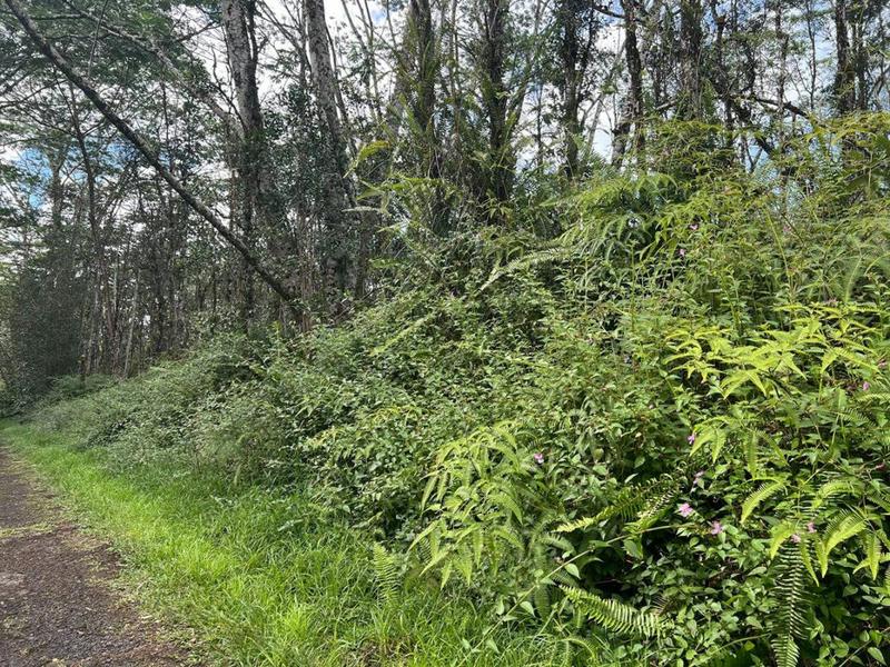 PLUMERIA RD, PAHOA, HI 96778 Land For Sale  MLS# 704474