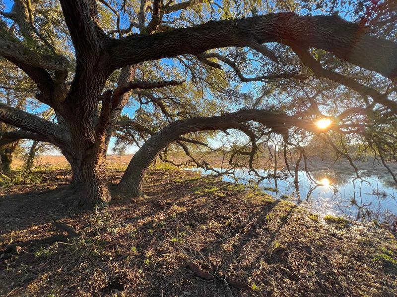 Damon, Brazoria County, TX Farms and Ranches, Undeveloped Land for sale Property ID: 418796540