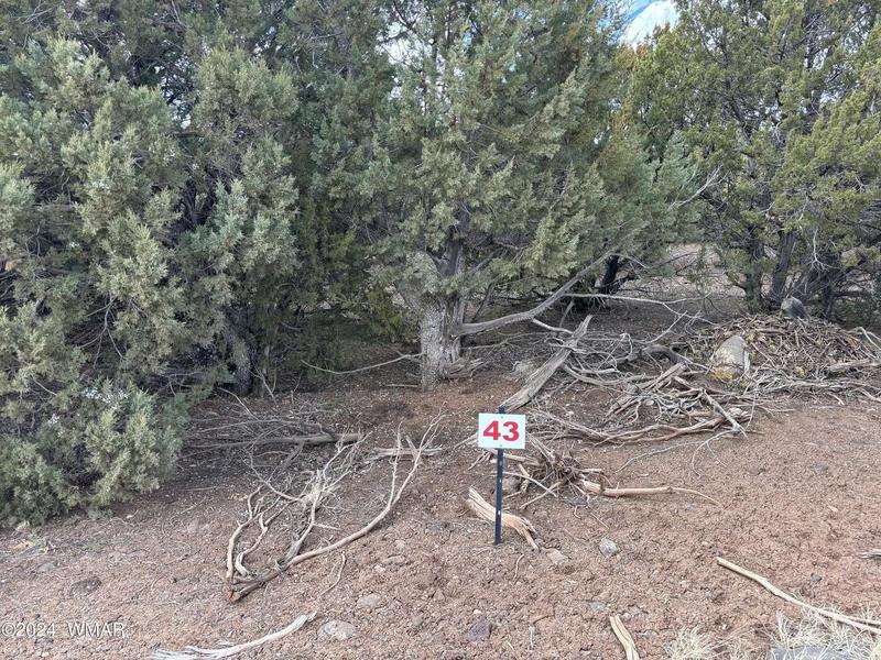 TBD (Lot 43) N3026, Vernon, AZ 85940  623588829 for Sale