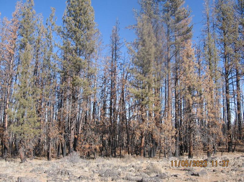 Lot 14N White Birch Way, Bly, OR 97622 - MLS 220173975 for Sale