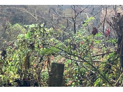 Lower Caney Creek Rd for Sale