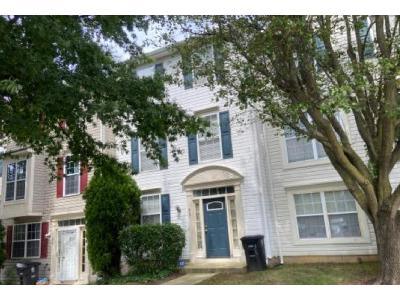 English Chestnut Dr for Sale