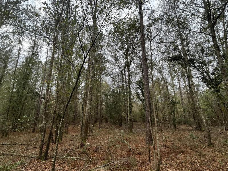 Ruffin, Colleton County, SC Undeveloped Land, Homesites for sale Property ID: 418669280