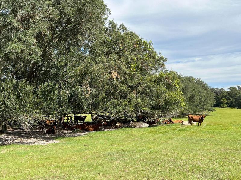 Chiefland, Levy County, FL Farms and Ranches, Horse Property, House for sale Property ID: 418552555