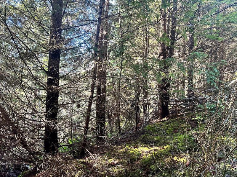 Yachats, Baker County, OR Recreational Property, Timberland Property for sale Property ID: 416028350