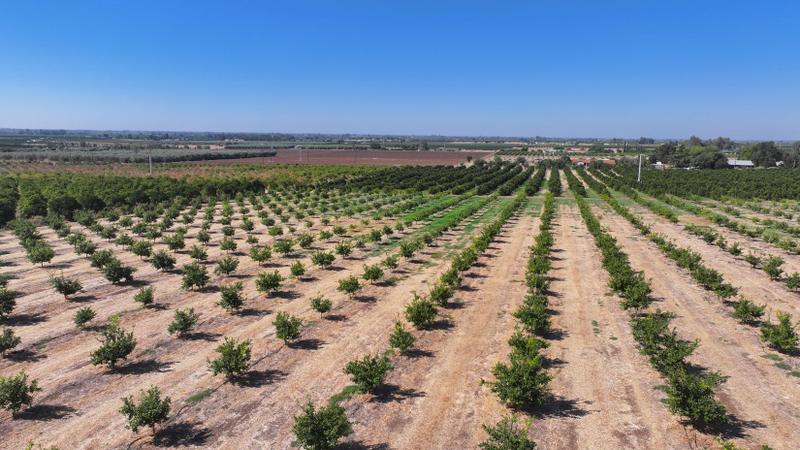 Strathmore, Tulare County, CA Farms and Ranches, Undeveloped Land for sale Property ID: 417915582