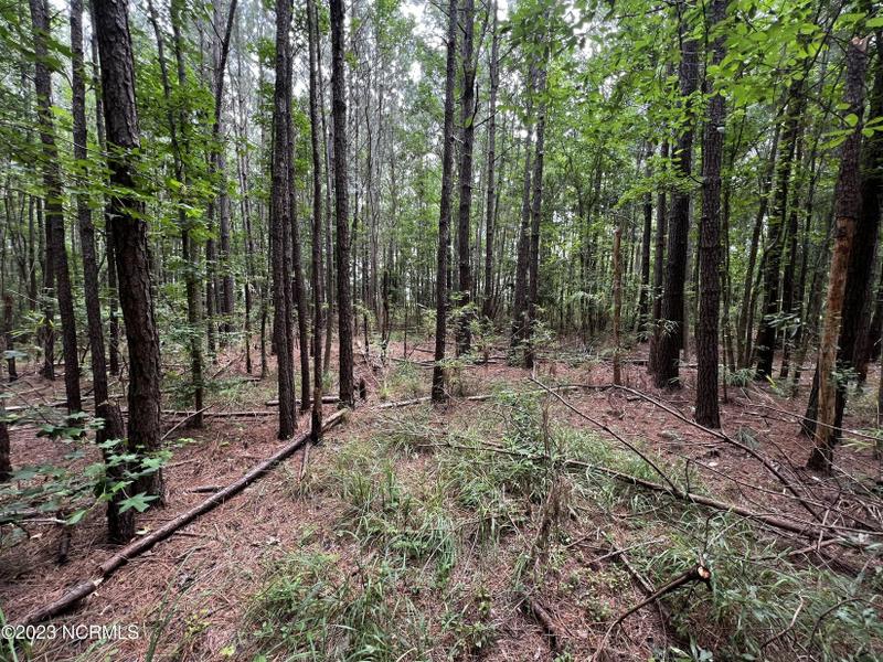 Belhaven, Beaufort County, NC Undeveloped Land for sale Property ID: 417367148