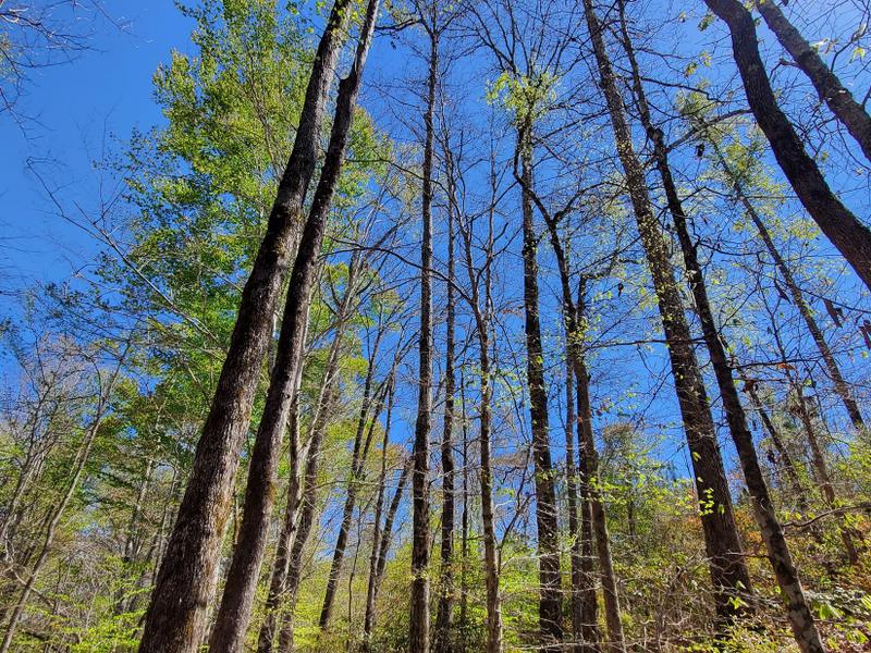Pine Hill, Wilcox County, AL Recreational Property, Timberland Property, Hunting Property for sale Property ID: 416091342