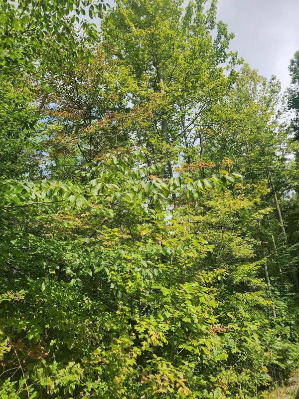 Crossville, Bledsoe County, TN Undeveloped Land, Homesites for sale Property ID: 417634226