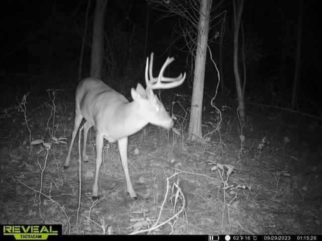 Mount Vernon, Jefferson County, IL Recreational Property, Timberland Property, Hunting Property for sale Property ID: 417882946