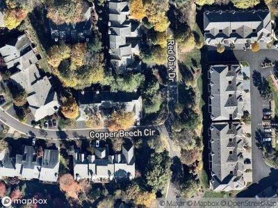 Copper Beech Cir for Sale